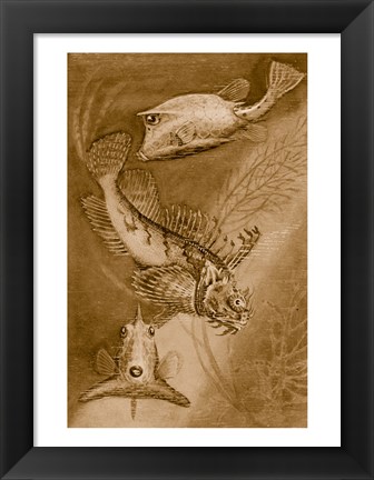 Framed Cow trunk fish, orange sea raven, common trunk fish Print