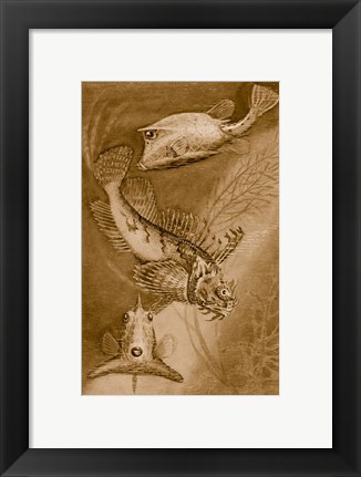 Framed Cow trunk fish, orange sea raven, common trunk fish Print