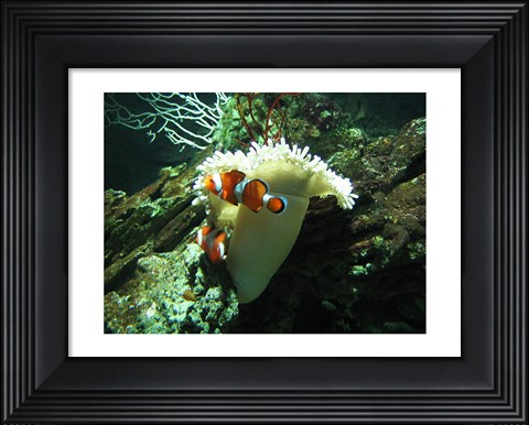 Framed Clown Fish Print