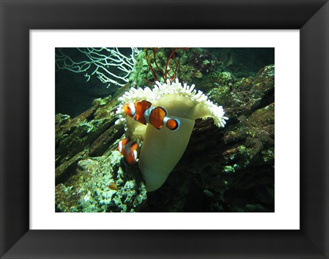 Framed Clown Fish Print