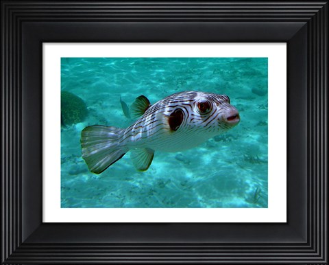 Framed Arothron Manilensis Print
