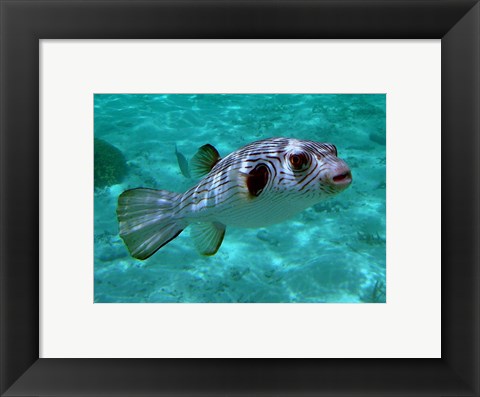 Framed Arothron Manilensis Print