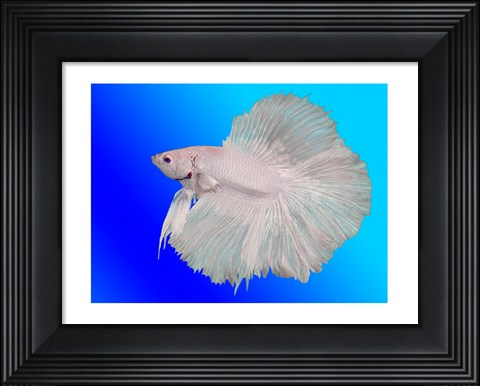 Framed White Betta Fish Print