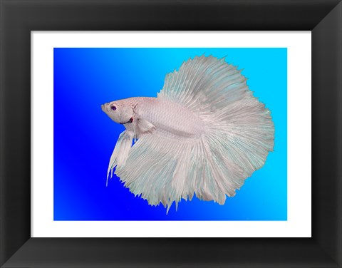 Framed White Betta Fish Print