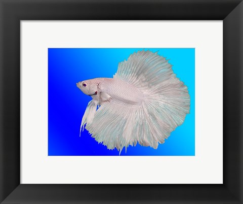 Framed White Betta Fish Print