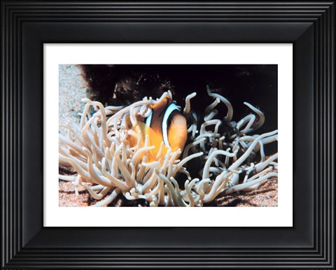 Framed Clown fish in coral reef Print