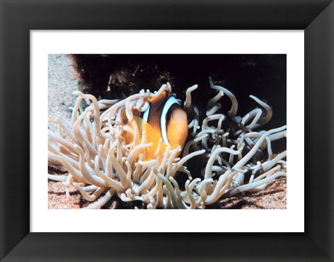 Framed Clown fish in coral reef Print