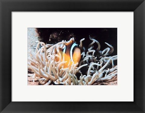 Framed Clown fish in coral reef Print