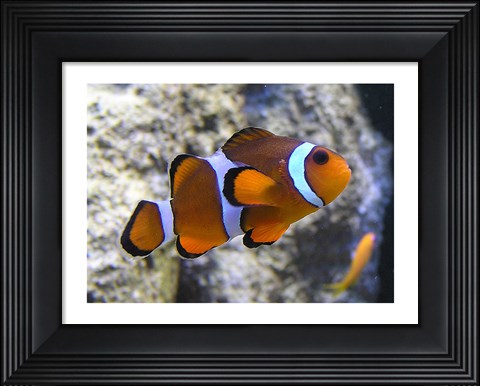 Framed Clown Fish Print