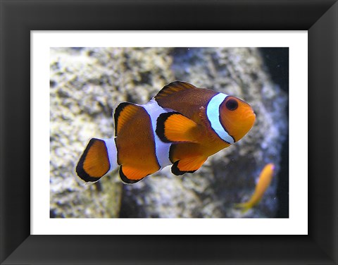 Framed Clown Fish Print