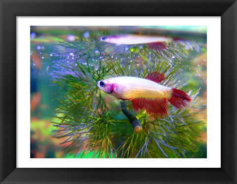 Framed Crowntail Betta Print