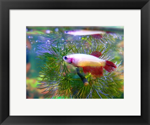 Framed Crowntail Betta Print