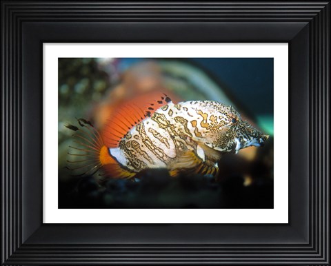 Framed Grunt Sculpin Print