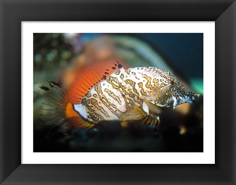 Framed Grunt Sculpin Print