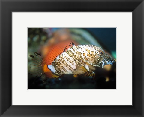 Framed Grunt Sculpin Print