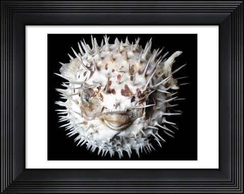 Framed Poisson - Lune Print
