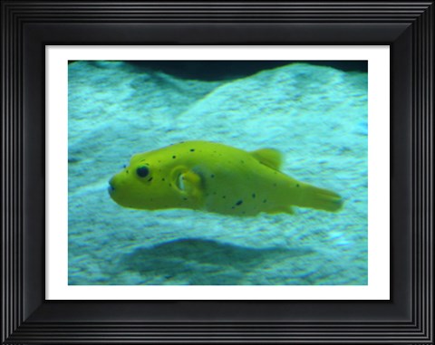 Framed Puffer Fish Print