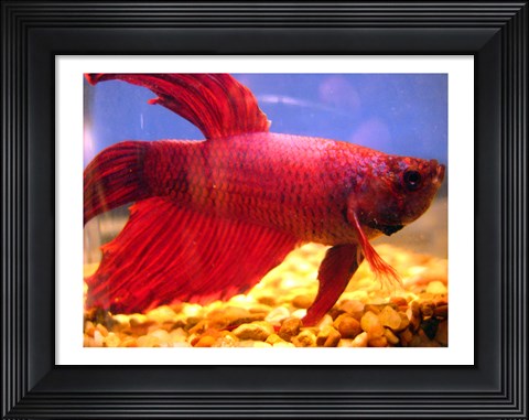 Framed Red Betta Fish Print