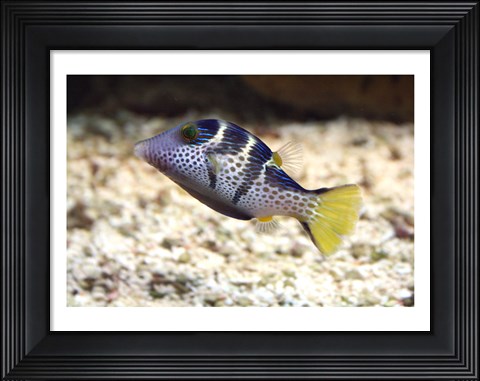 Framed Sharpnose Puffer Print