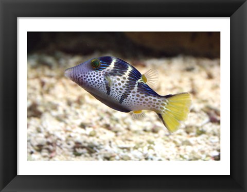 Framed Sharpnose Puffer Print