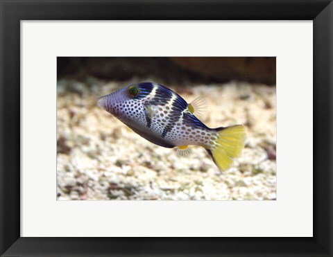 Framed Sharpnose Puffer Print