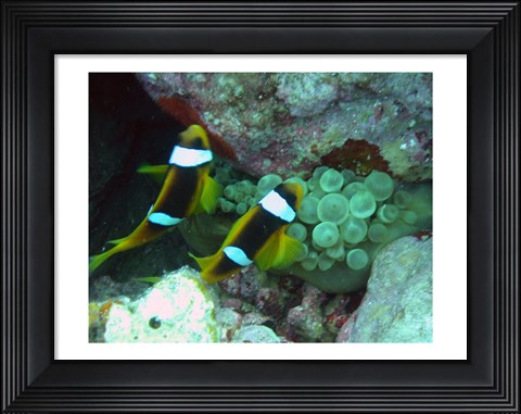 Framed islands clown fish Print