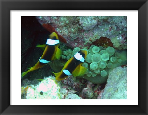 Framed islands clown fish Print