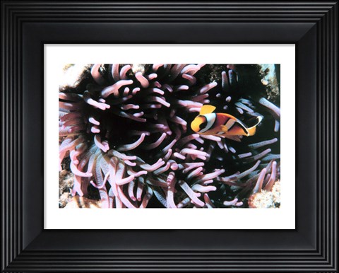 Framed Two banded clown fish Print