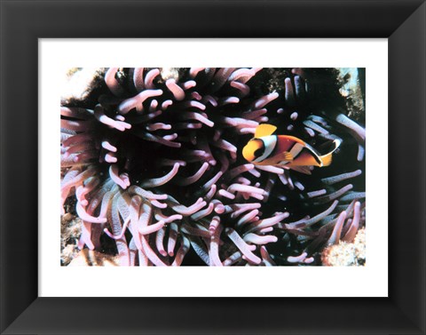 Framed Two banded clown fish Print