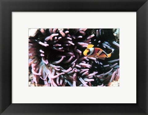 Framed Two banded clown fish Print