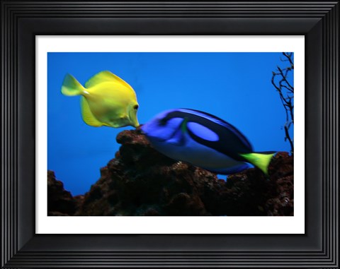 Framed Yellow Tang and Blue Tang Print