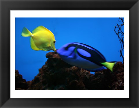 Framed Yellow Tang and Blue Tang Print