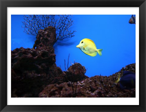 Framed YellowTang fish Print