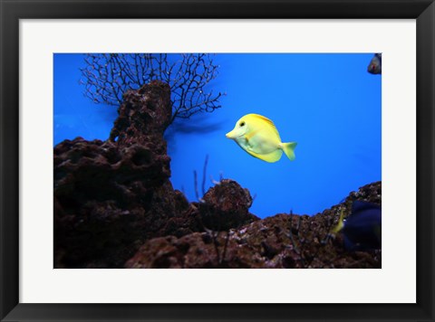 Framed YellowTang fish Print