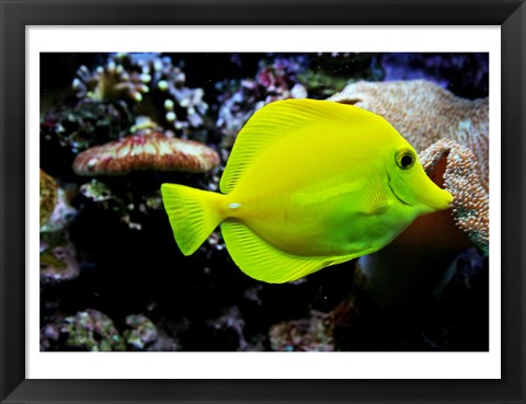 Framed YellowTang Print