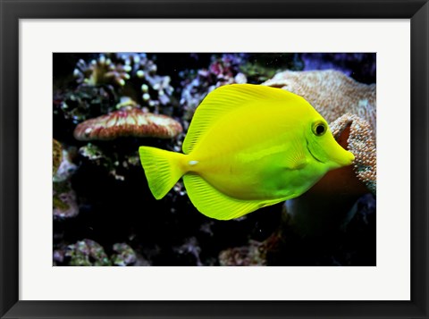 Framed YellowTang Print