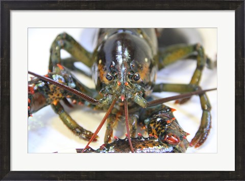 Framed Lobstah Print