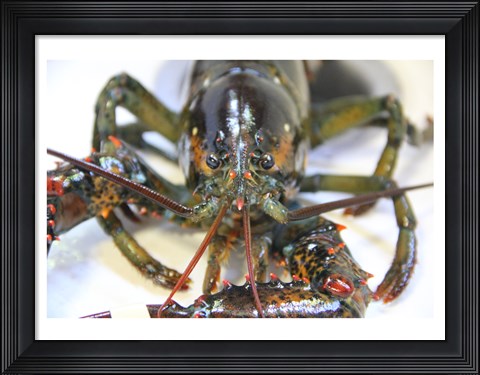 Framed Lobstah Print