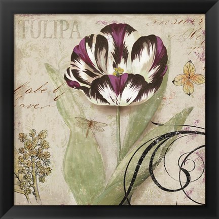 Framed Tulipa II Print