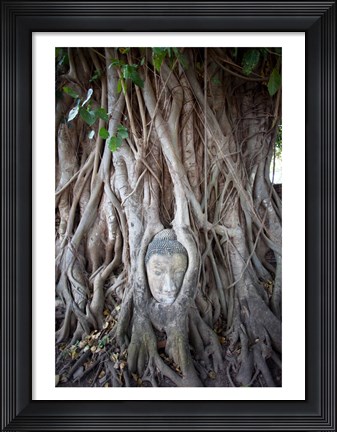 Framed Buddha Head in the Roots of a Tree Print