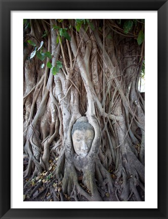 Framed Buddha Head in the Roots of a Tree Print