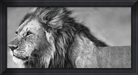 Framed Lion Eyes Print