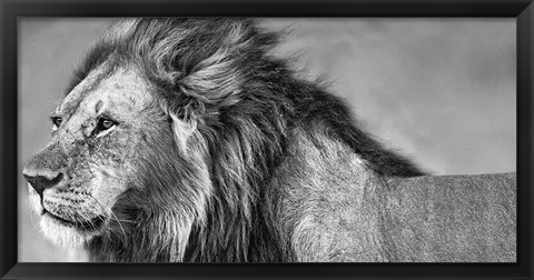 Framed Lion Eyes Print