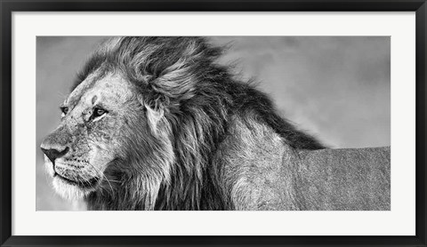 Framed Lion Eyes Print