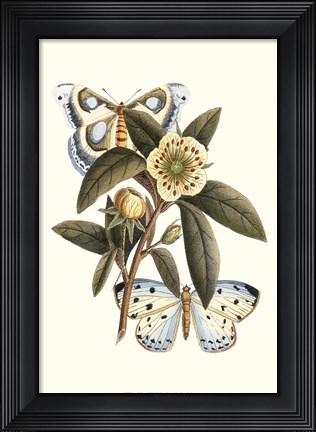 Framed Butterfly Oasis I Print