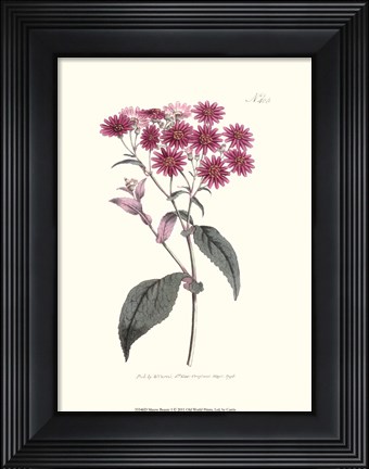Framed Mauve Beauty I Print