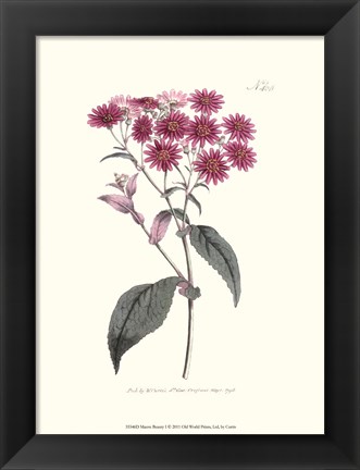 Framed Mauve Beauty I Print
