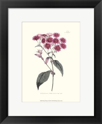 Framed Mauve Beauty I Print