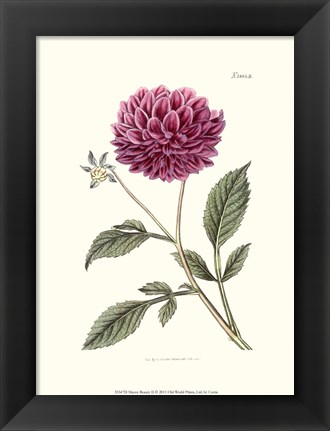 Framed Mauve Beauty II Print