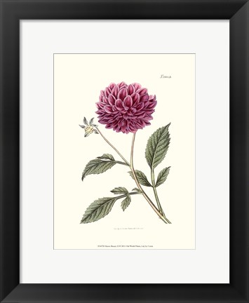 Framed Mauve Beauty II Print
